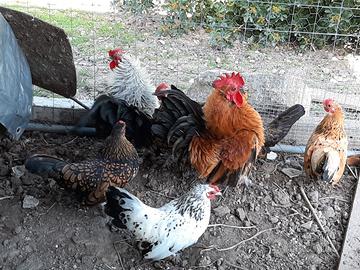 Gallinelle e galletti