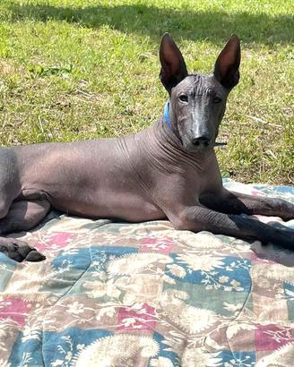 Giovane Xoloitzcuintle maschio