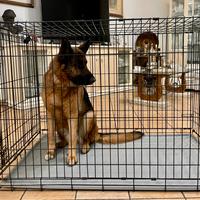 Kennel/gabbia XXXL TAGLIE GRANDI
