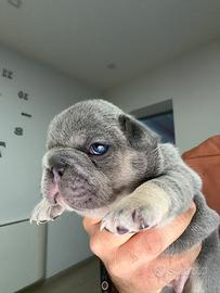 Cuccioli bulldog francese cuccioli Bigrope