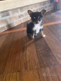 Chihuahua toy