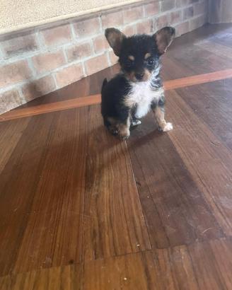 Chihuahua toy
