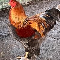 Gallo brahma