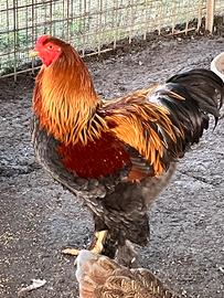 Gallo brahma