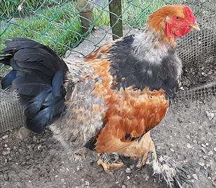 Giovane gallo BRAHMA