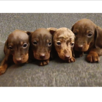 Disponibili cuccioli maschi di bassotto tedesco