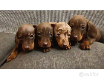 Disponibili cuccioli maschi di bassotto tedesco