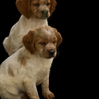 Épagneul Breton cuccioli