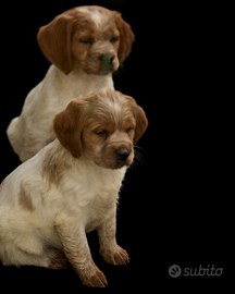 Épagneul Breton cuccioli