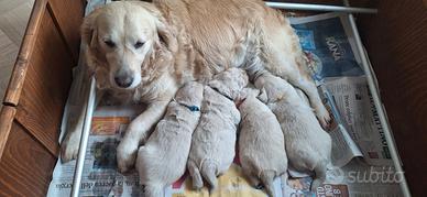 Golden Retriever inglese