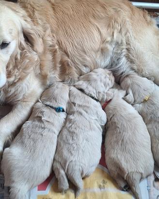 Golden Retriever inglese