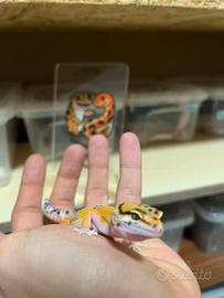 Geco leopardino
