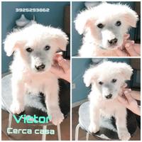 Una famiglia per un dolce cucciolo in adozione