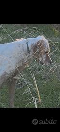 Setter inglese maschio