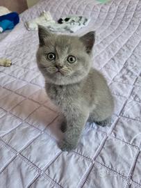 Gatto British Shorthair