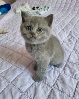 Gatto British Shorthair