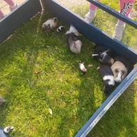 Porcellini d'India - Cavie