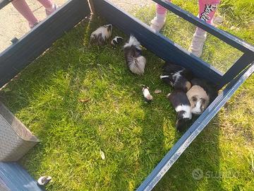 Porcellini d'India - Cavie