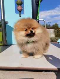 Pomerania Toy orange 2 mesi