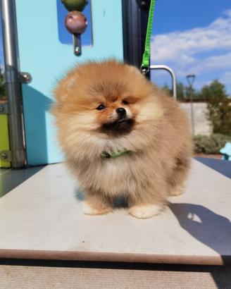 Pomerania Toy orange 2 mesi