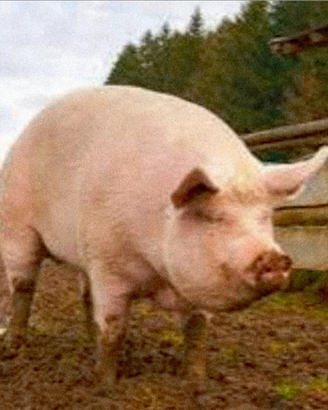Suini
