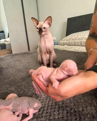Sphynx
