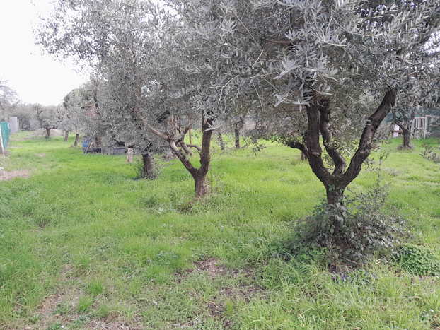 Terreno agricolo uliveto mt.1006 via carota e moli