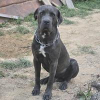 Rocky cane corso di 2 anni