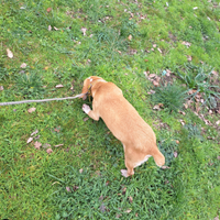 Segugio maremmano,cane da cinghiale