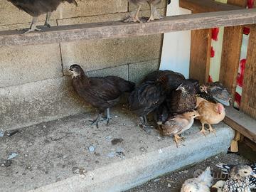 Pulcini marans araucana oliver egg