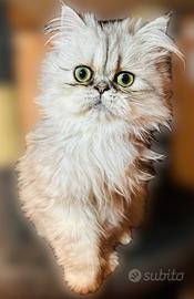 Dolce gattina persiana silver shaded