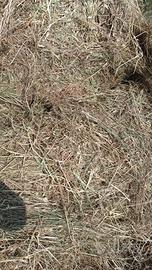 balloni fieno 1 taglio