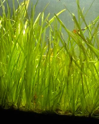 Piante Vallosneria
