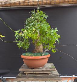 Bonsai acero tridente (VENDUTO)