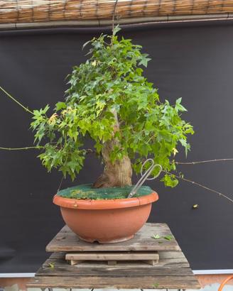 Bonsai acero tridente (VENDUTO)