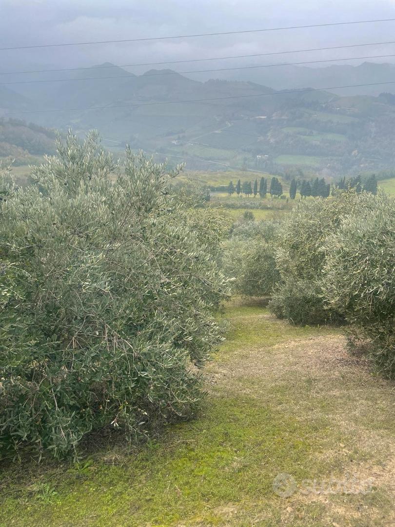 Uliveto 5 ettari - modigliana, monte trebbio - Vista 3