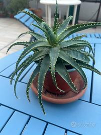 Aloe Arborescens