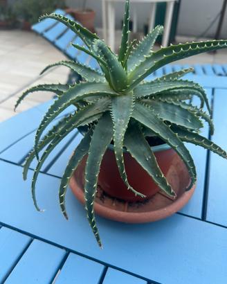 Aloe Arborescens