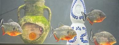 Piranha cariba caribe pesci tropicali