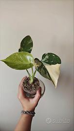 Pianta Monstera Thai Constellation Crème Brulée 