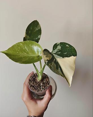 Pianta Monstera Thai Constellation Crème Brulée 