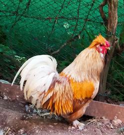 Coppia di Ornamentali ovaiole