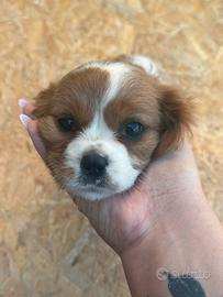 Cuccioli cavalier king