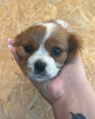 Cuccioli cavalier king