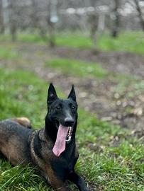 Malinois