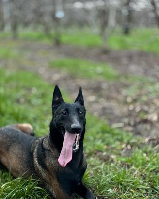 Malinois