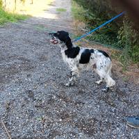 Setter inglese di 1 anno