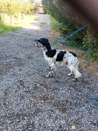 Setter inglese di 1 anno