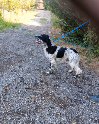 Setter inglese di 1 anno