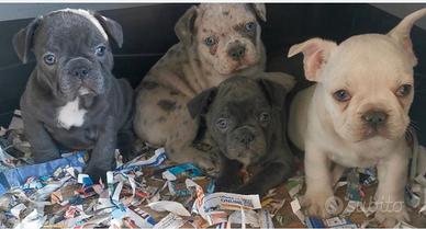 Cuccioli di bulldog francese